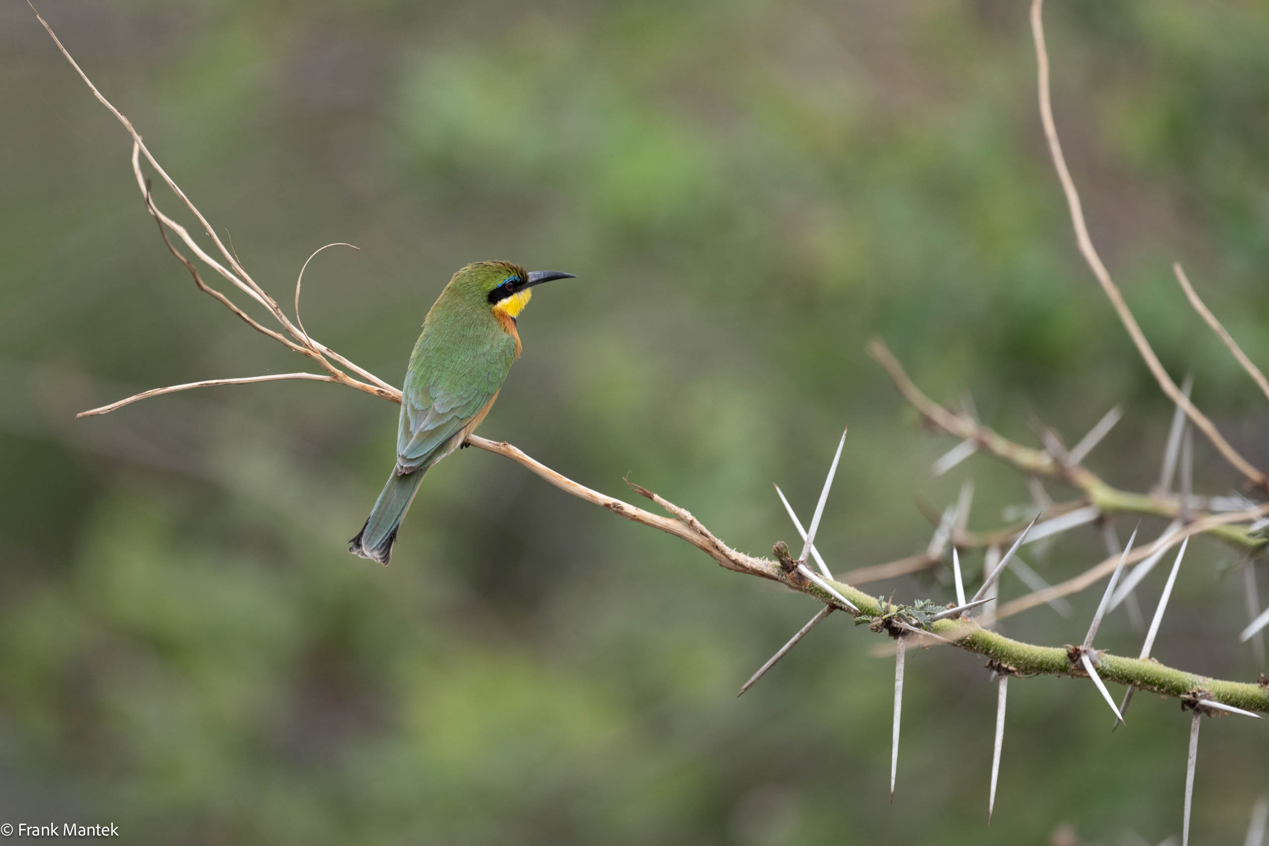 Little Bee Eater