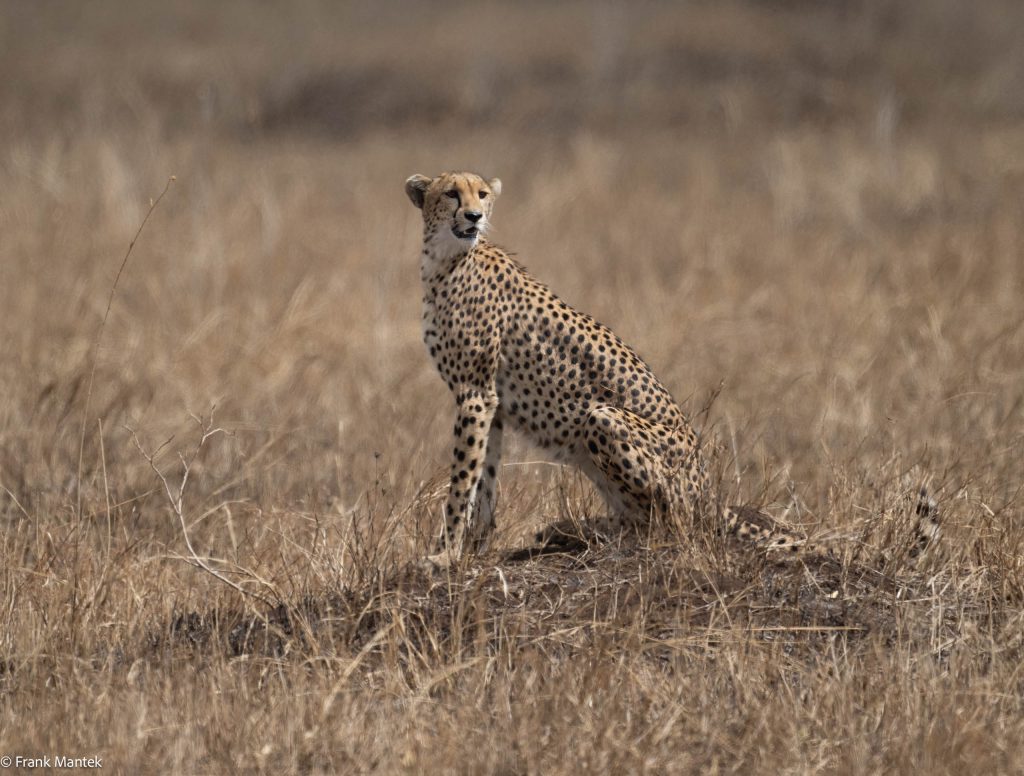 Cheetah’s in the Serengeti