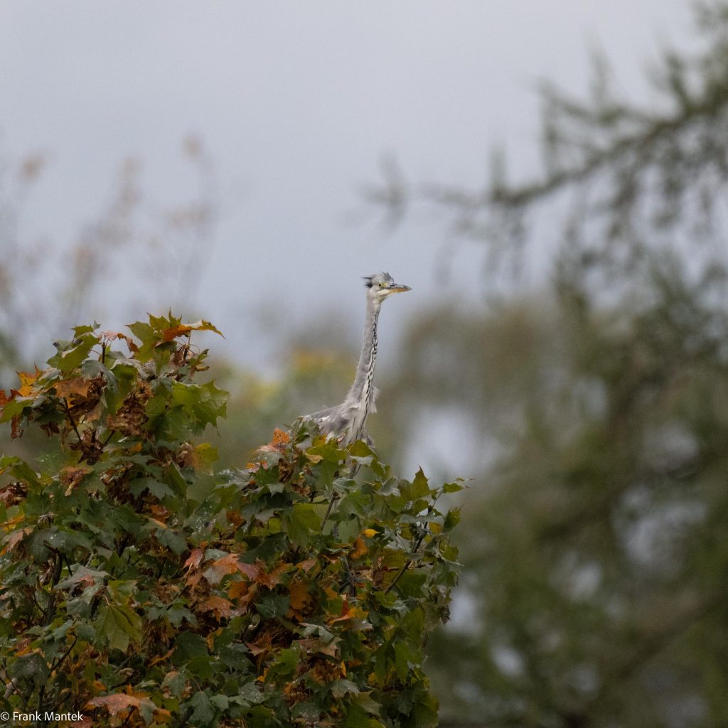 Breakfast… and a Grey Heron