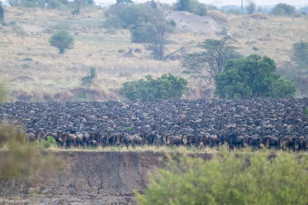 The great migration