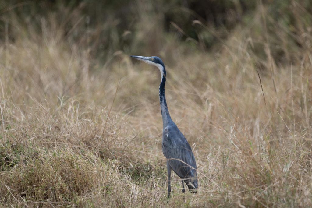 Black-Headed Herons