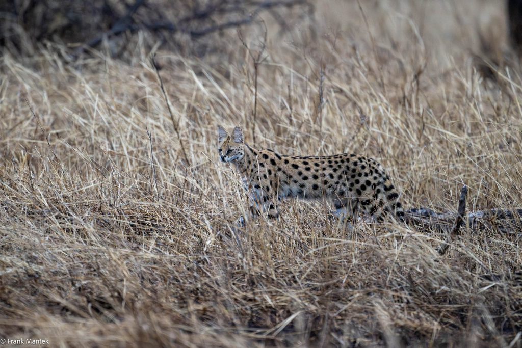 Serval sightings…