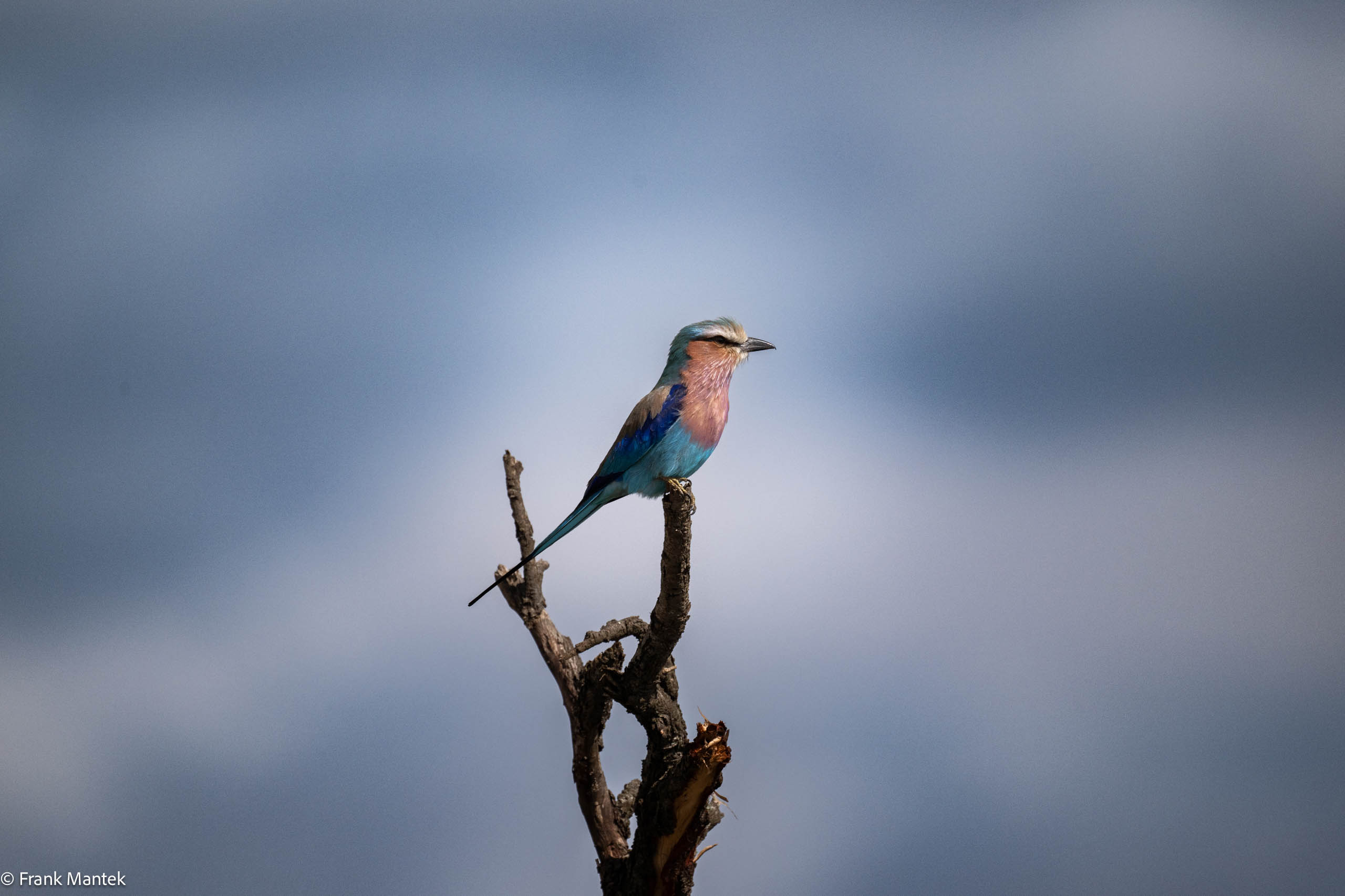 The lilac-brested Roller