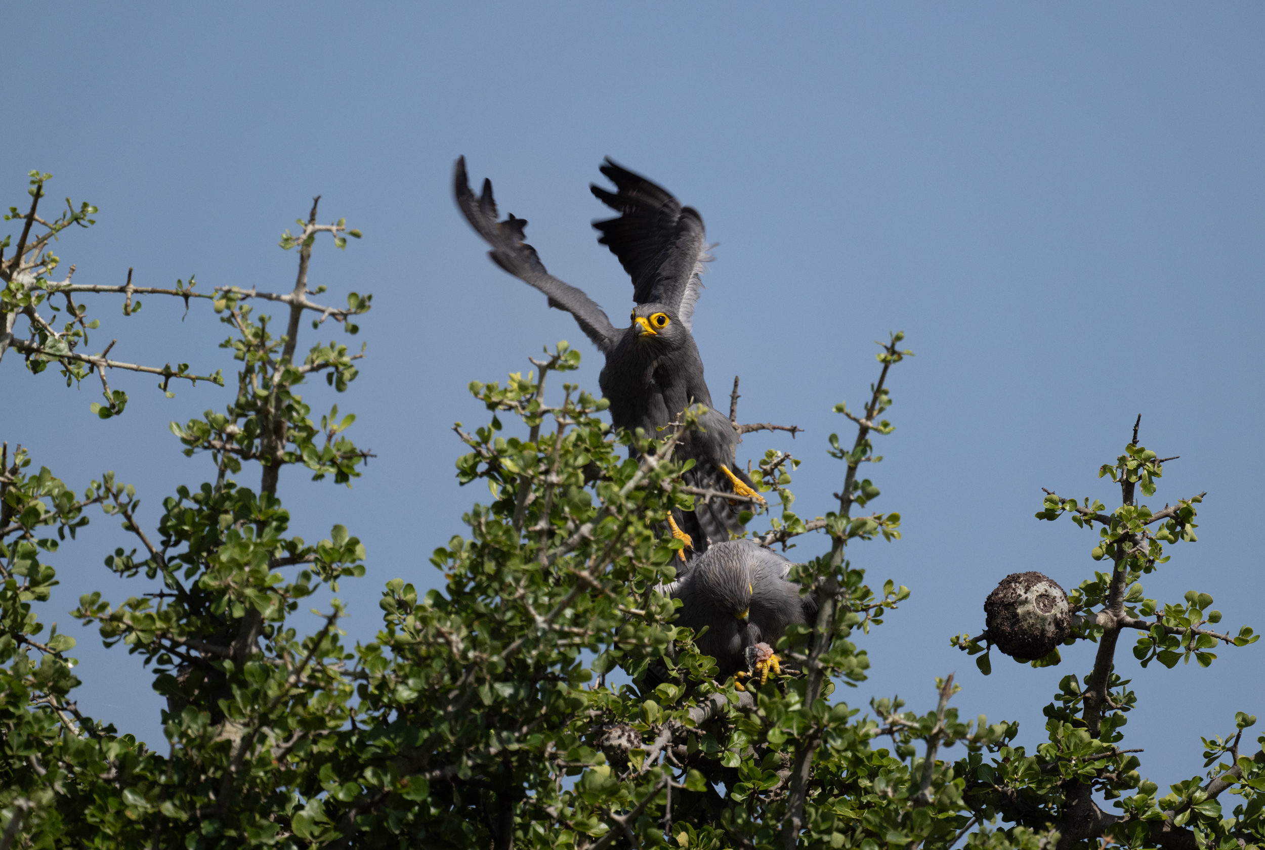 Grey Kestrel