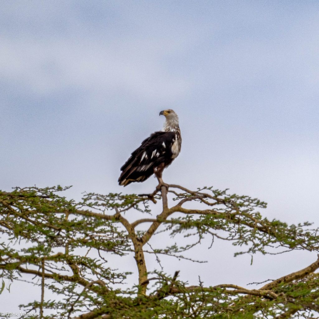 African Eagles