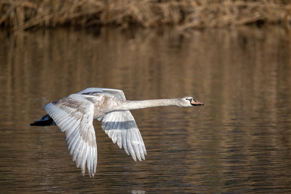 The Reusser Auen